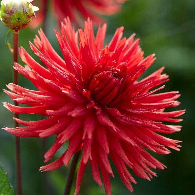 Dahlia Cactus Berger's Record 1-pack